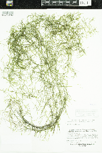 Potamogeton foliosus image