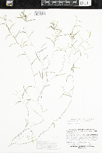 Potamogeton foliosus image