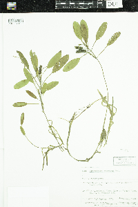 Potamogeton epihydrus image