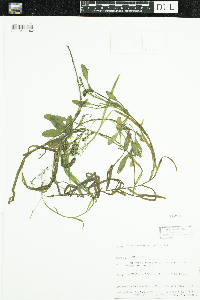 Potamogeton epihydrus image