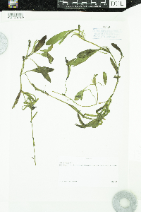 Potamogeton epihydrus image