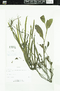 Potamogeton epihydrus image