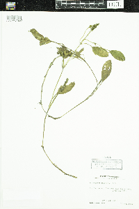 Potamogeton epihydrus image