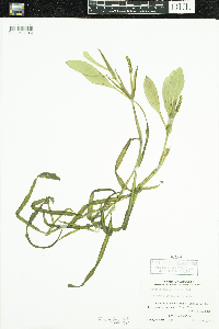 Potamogeton epihydrus image
