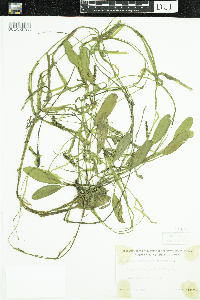 Potamogeton epihydrus image