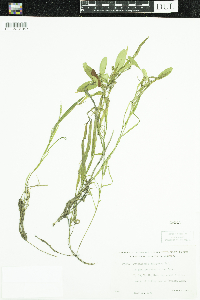 Potamogeton epihydrus image
