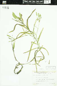 Potamogeton epihydrus image