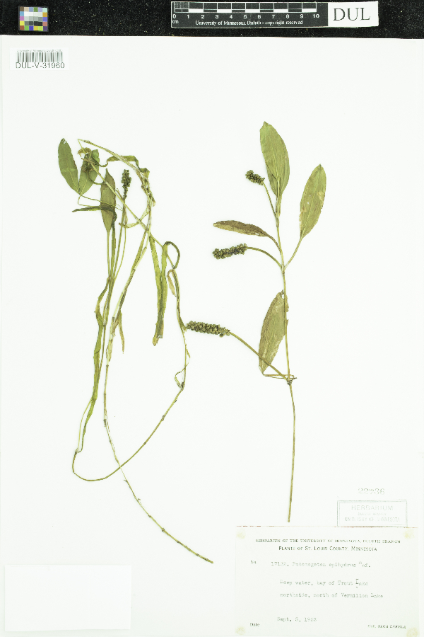 Potamogeton epihydrus image