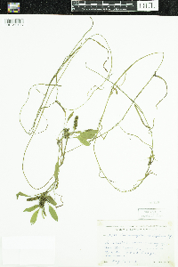 Potamogeton epihydrus image