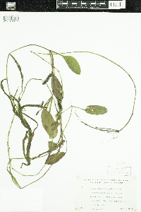Potamogeton epihydrus image