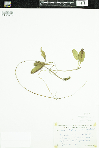 Potamogeton epihydrus image