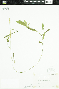 Potamogeton epihydrus image