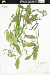 Potamogeton epihydrus image