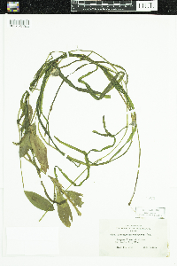 Potamogeton epihydrus image
