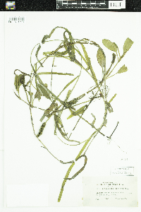 Potamogeton epihydrus image
