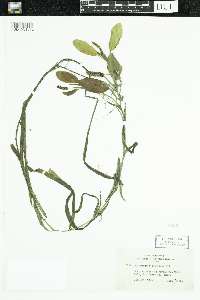 Potamogeton epihydrus image