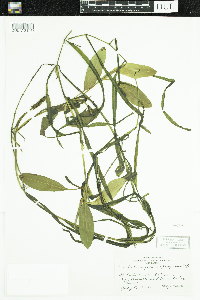 Potamogeton epihydrus image