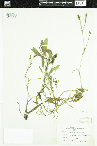 Potamogeton epihydrus image