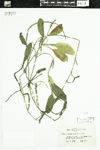 Potamogeton epihydrus image