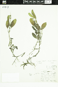 Potamogeton epihydrus image