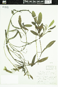 Potamogeton epihydrus image