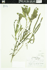 Potamogeton epihydrus image