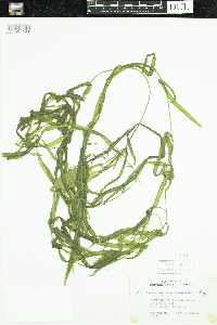 Potamogeton epihydrus image
