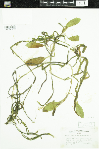 Potamogeton epihydrus image