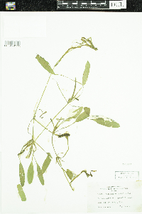 Potamogeton epihydrus image