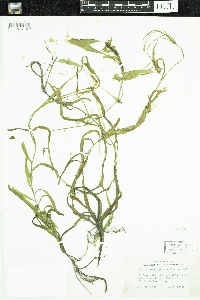 Potamogeton epihydrus image