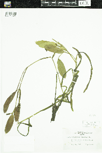 Potamogeton epihydrus image