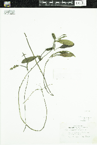 Potamogeton epihydrus image