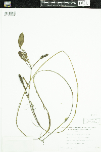 Potamogeton epihydrus image