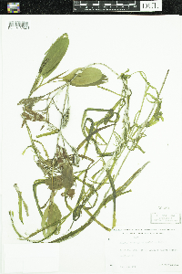 Potamogeton epihydrus image