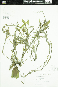 Potamogeton epihydrus image