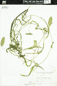 Potamogeton epihydrus image