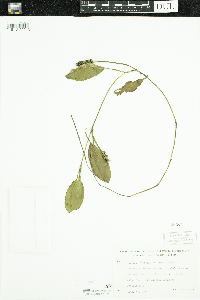Potamogeton epihydrus image