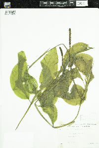 Potamogeton amplifolius image