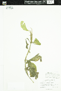 Potamogeton amplifolius image