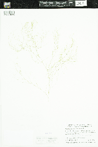 Potamogeton confervoides image