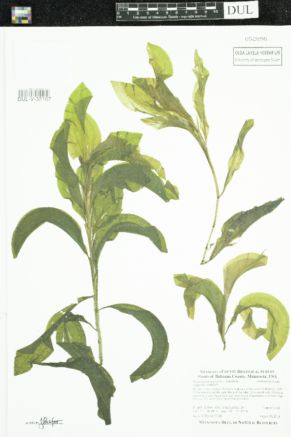 Potamogeton amplifolius image