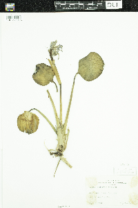 Eichhornia crassipes image