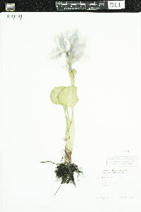 Eichhornia crassipes image