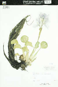 Eichhornia crassipes image