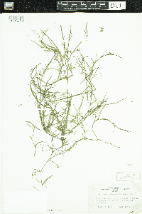 Heteranthera dubia image