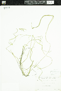 Heteranthera dubia image