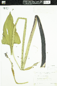 Pontederia cordata image