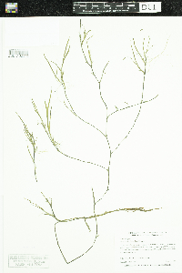 Heteranthera dubia image