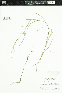 Heteranthera dubia image