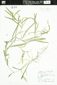 Heteranthera dubia image